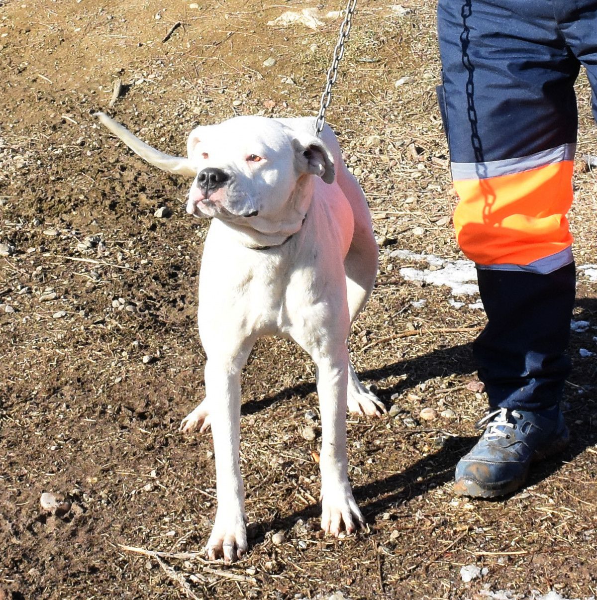 Sivas ta yasaklı köpekler sahipleri tarafından barınağa gönderildi #8