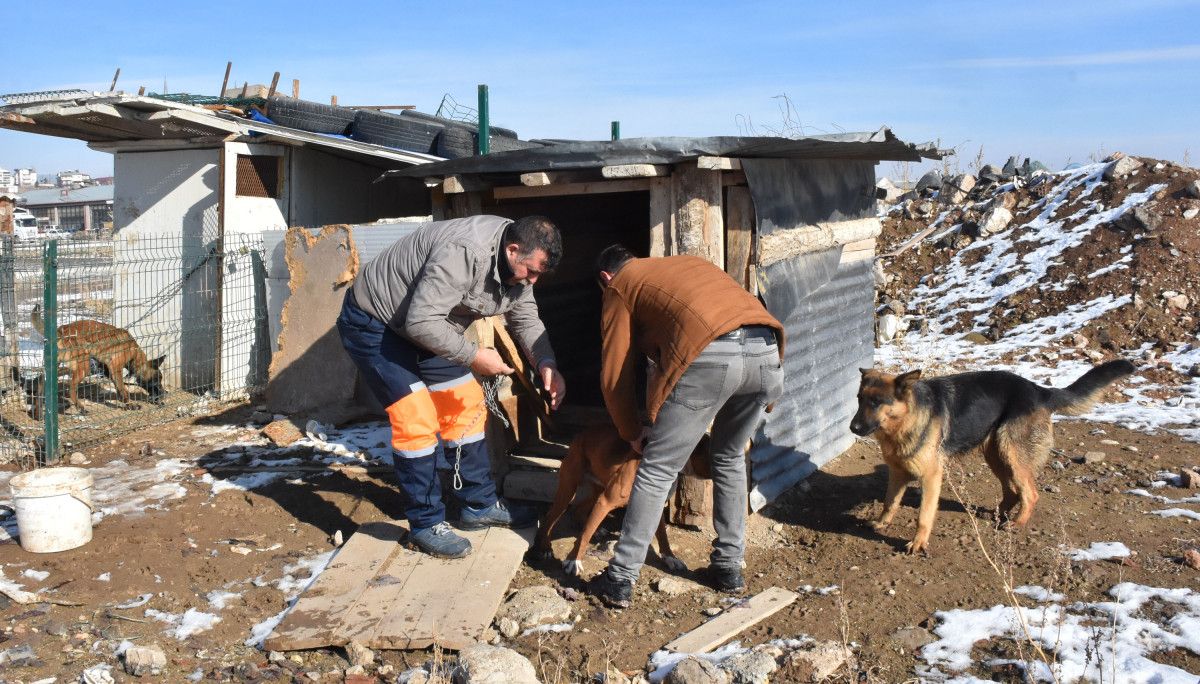 Sivas ta yasaklı köpekler sahipleri tarafından barınağa gönderildi #3