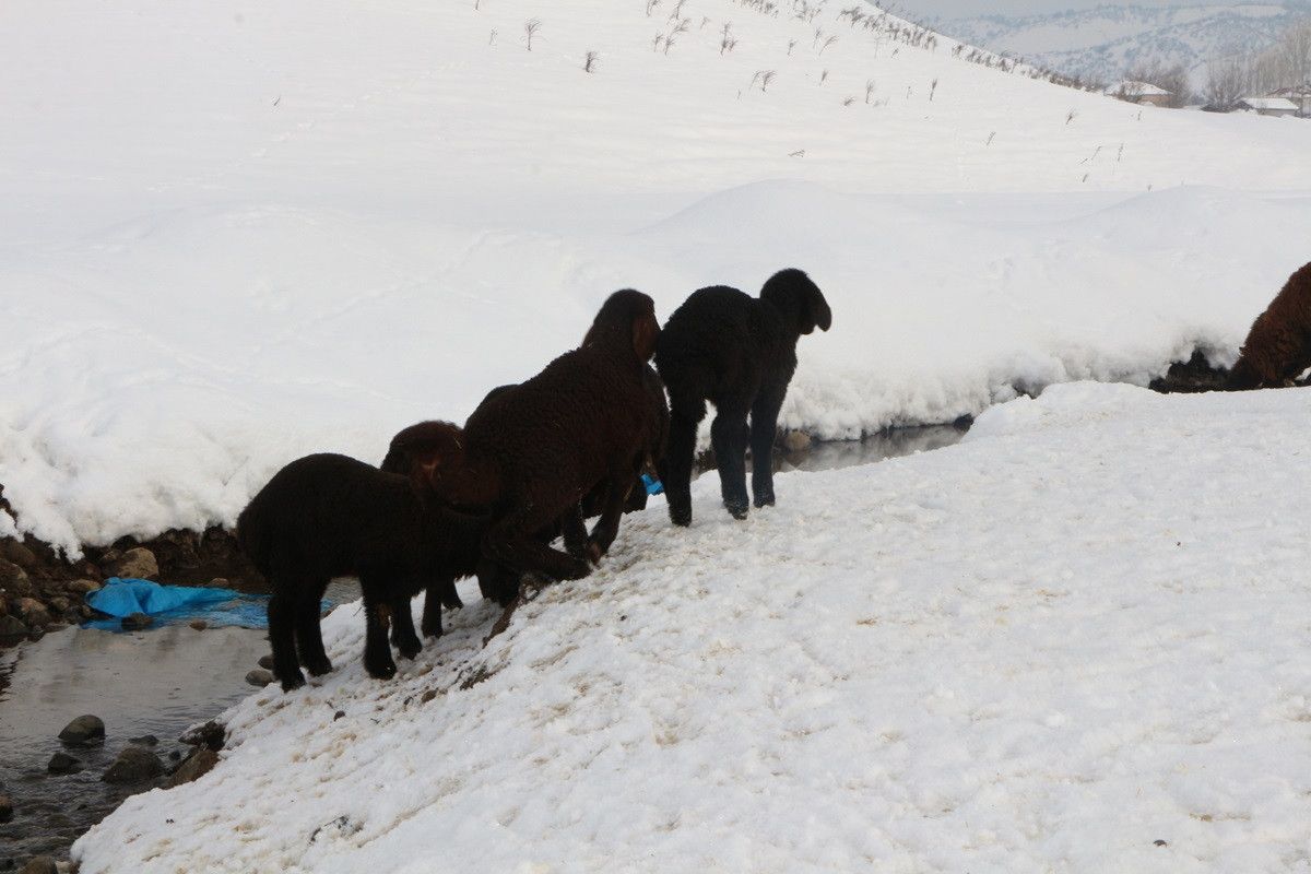 Bingöl de erken doğan kuzular, yetiştiricilerin yüzünü güldürdü #6