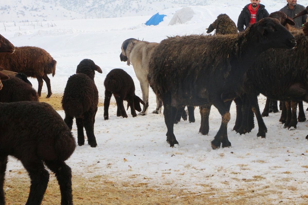Bingöl de erken doğan kuzular, yetiştiricilerin yüzünü güldürdü #4