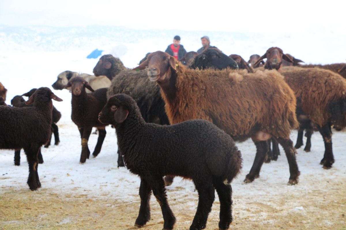 Bingöl de erken doğan kuzular, yetiştiricilerin yüzünü güldürdü #5