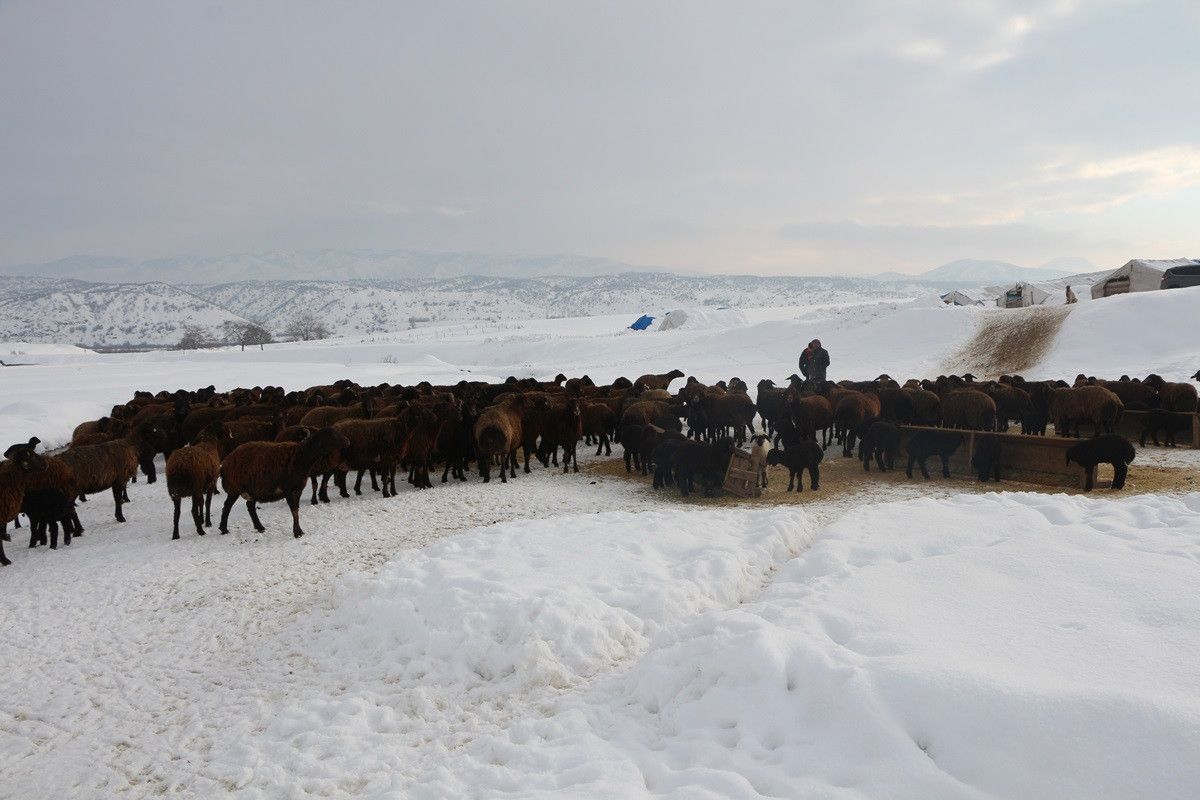 Bingöl de erken doğan kuzular, yetiştiricilerin yüzünü güldürdü #8