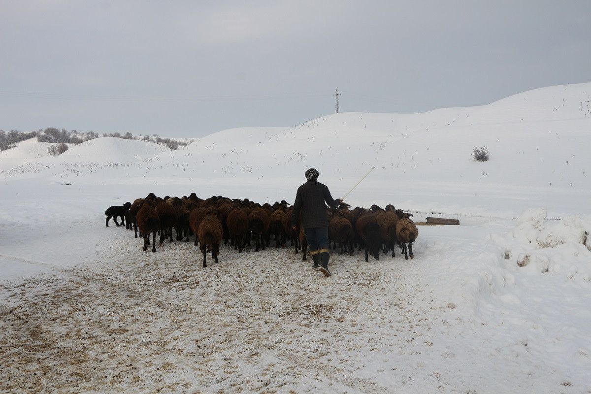 Bingöl de erken doğan kuzular, yetiştiricilerin yüzünü güldürdü #3