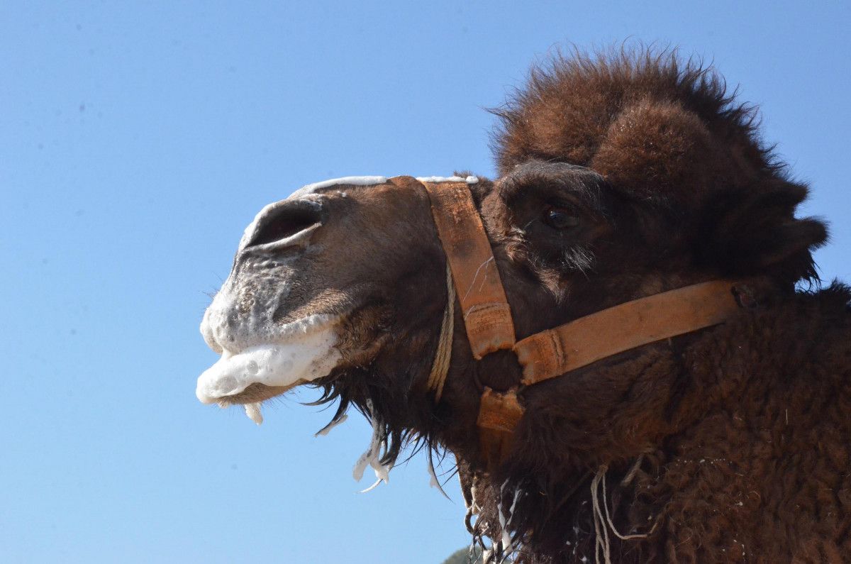 Aydın da deve güreşi festivali renkli görüntülere sahne oldu #10