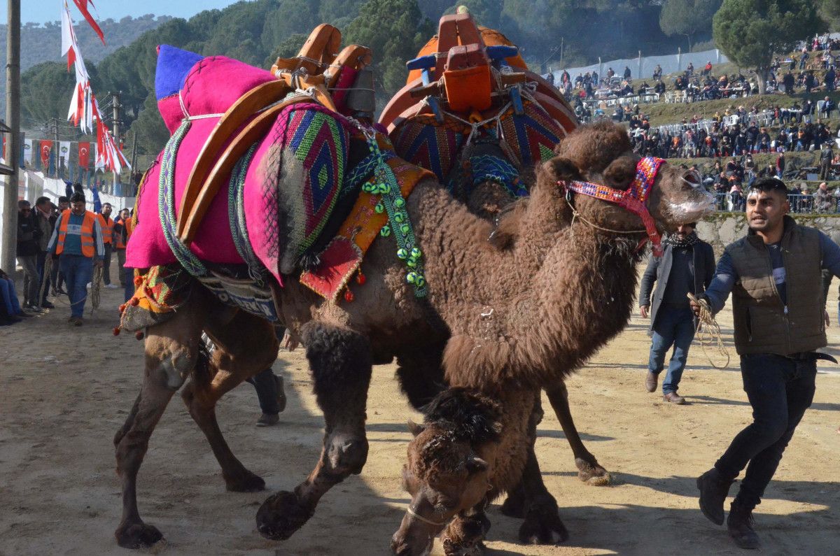 Aydın da deve güreşi festivali renkli görüntülere sahne oldu #2