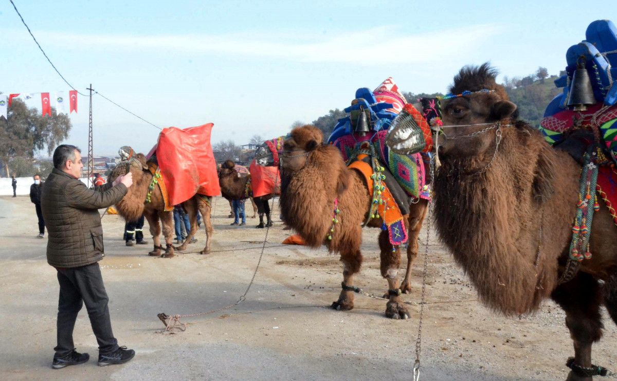 Aydın da deve güreşi festivali renkli görüntülere sahne oldu #7