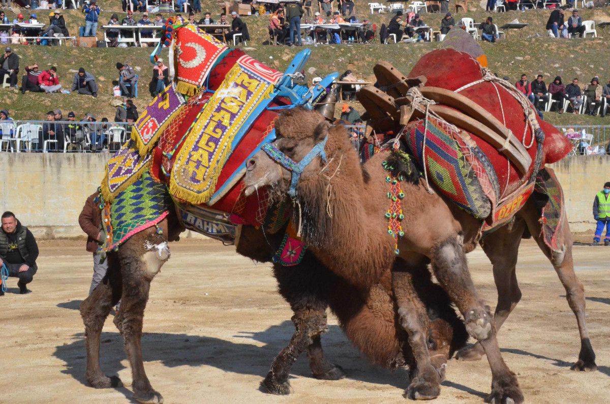 Aydın da deve güreşi festivali renkli görüntülere sahne oldu #4