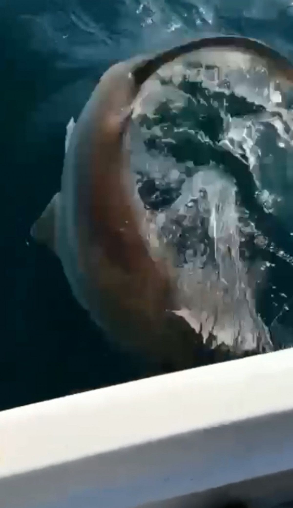Antalya da bir balıkçının oltasına dev köpek balığı takıldı #3