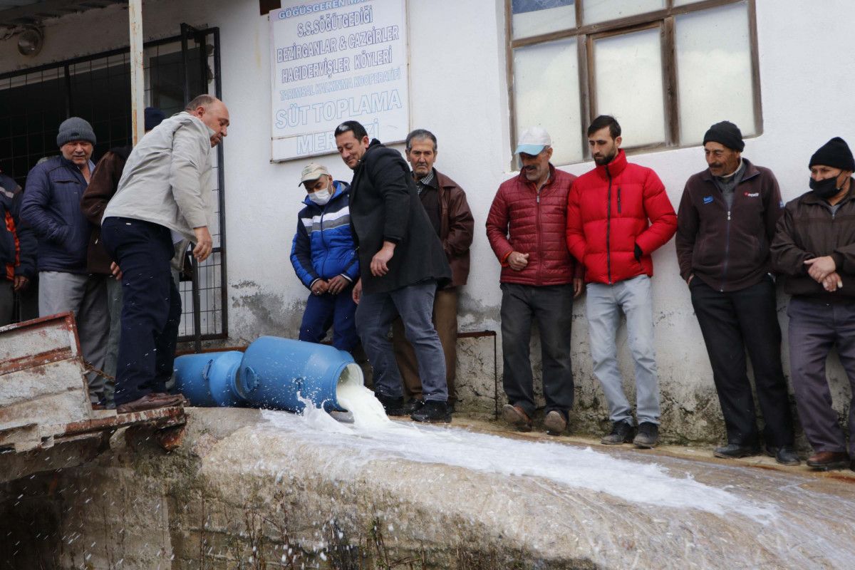 Çanakkale de üretici, mandıracılara kızıp süt döktü #10