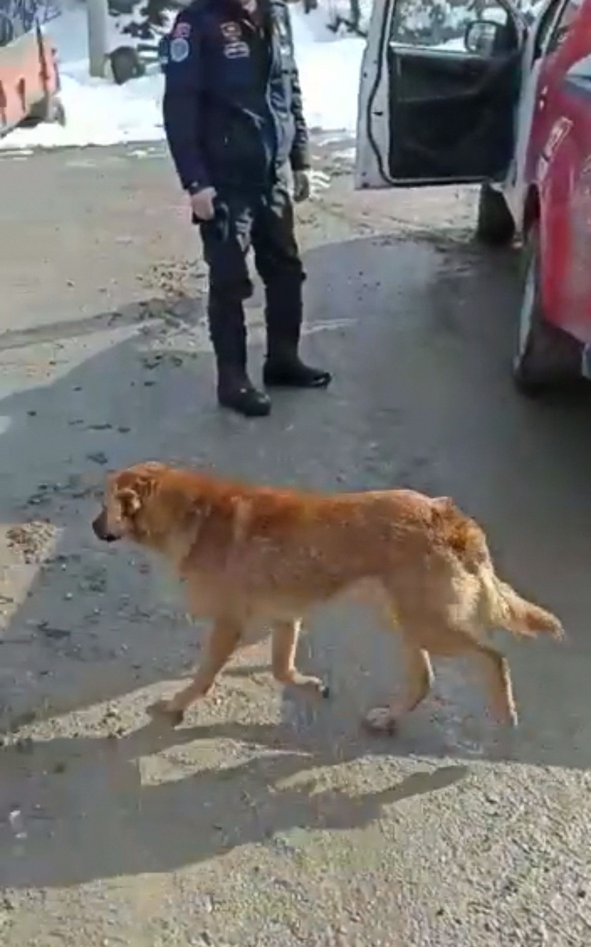 Bursa da kırılan buzlu gölete düşen köpek, son anda kurtarıldı #8
