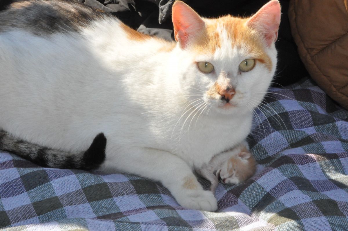 Hatay da kedinin ölen yavrusuna karşı tavrı duygulandırdı #7