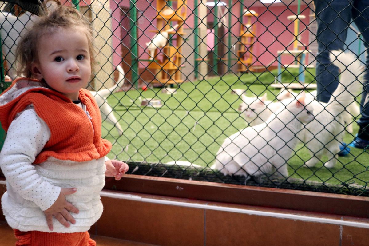 Van kedileri, yılın ilk yavrularını dünyaya getirdi #8