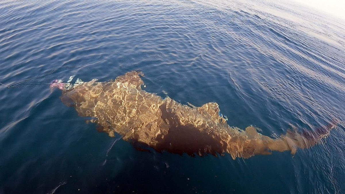 Saros Körfezi nde 3,5 metrelik köpek balığı yakaladılar #1