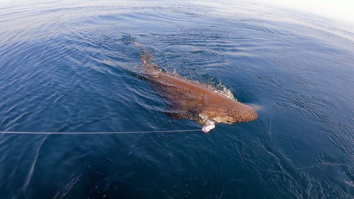 Saros Körfezi nde 3,5 metrelik köpek balığı yakaladılar #2