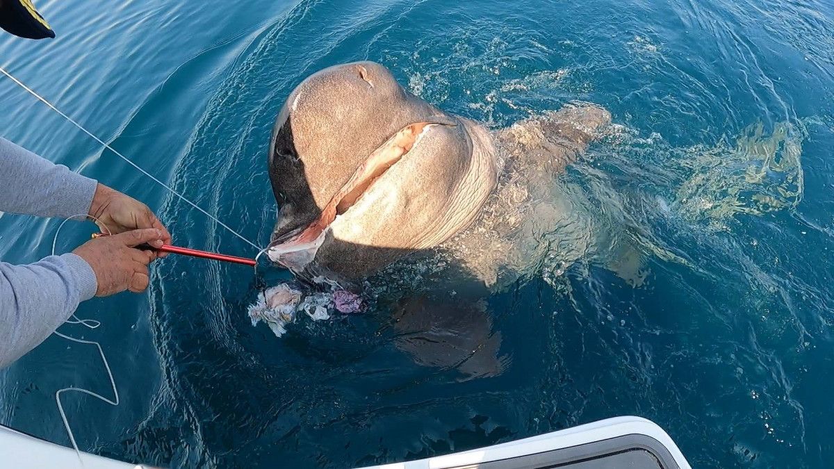 Saros Körfezi nde 3,5 metrelik köpek balığı yakaladılar #6