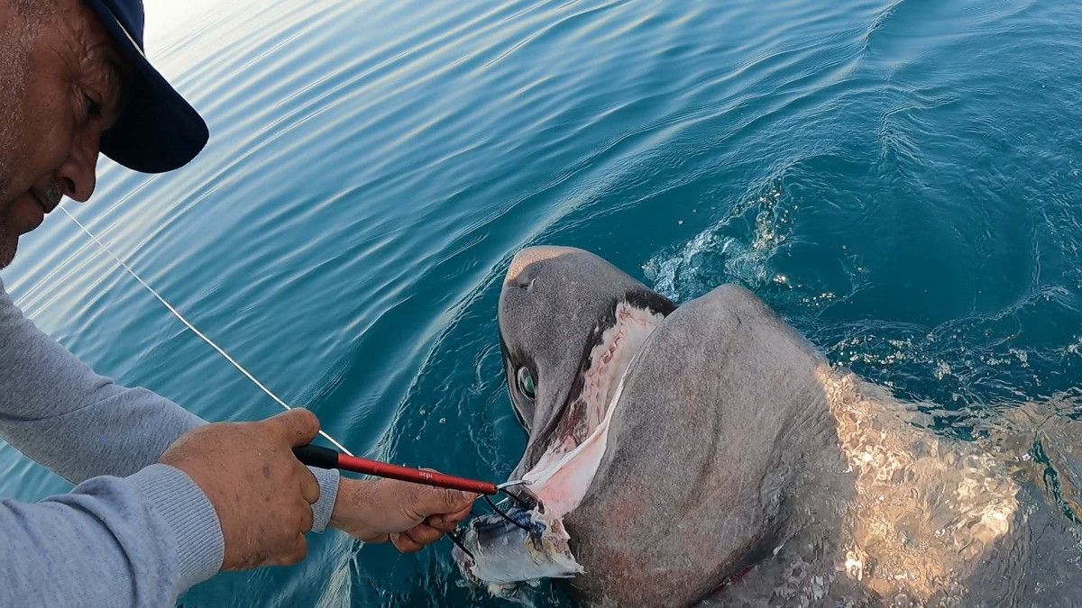 Saros Körfezi nde 3,5 metrelik köpek balığı yakaladılar #7