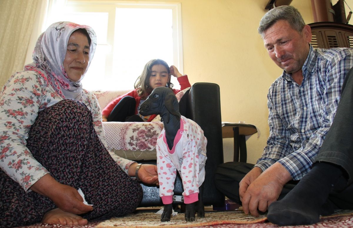 Mersin deki oğlak tüysüz doğdu #1