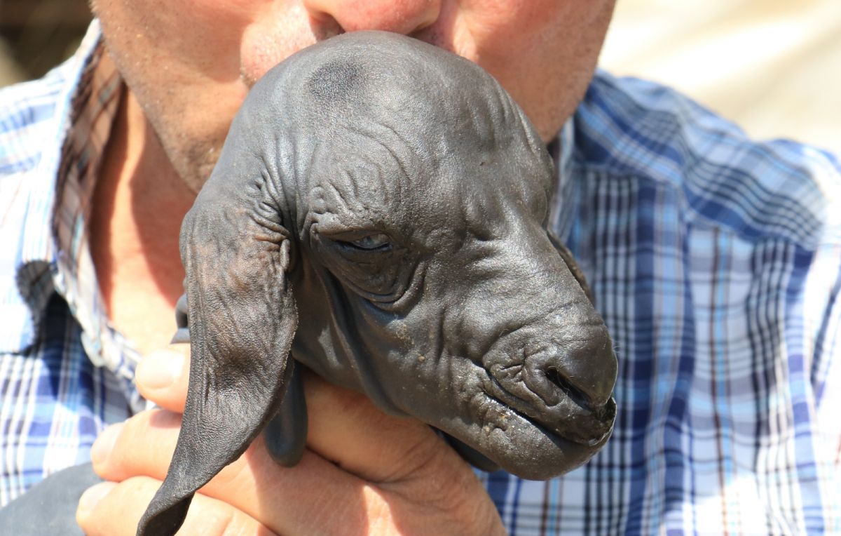 Mersin deki oğlak tüysüz doğdu #7