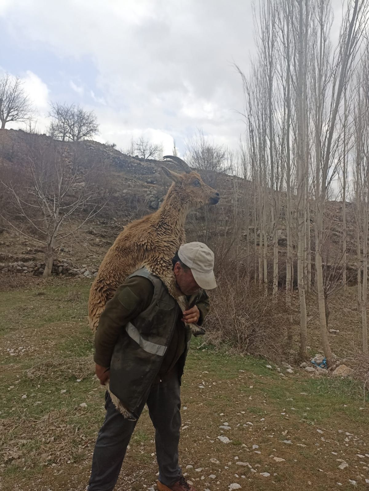 Kahramanmaraş ta av müfettişi, hasta yaban keçisini sırtında 3 kilometre taşıdı #1