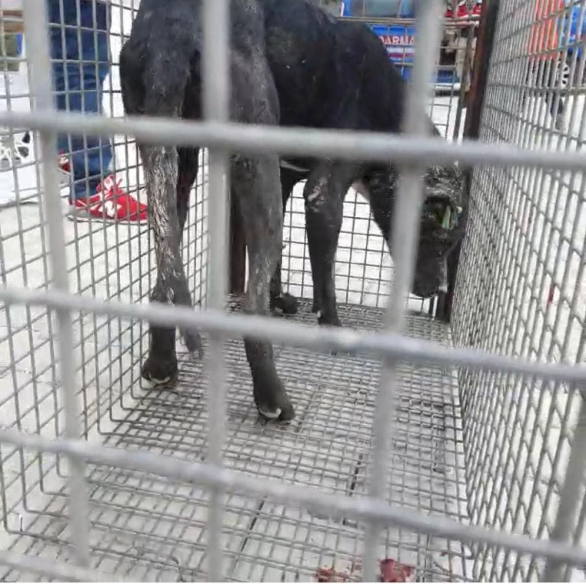 Hatay da yasaklı ırk köpekler birbirine saldırdı #5