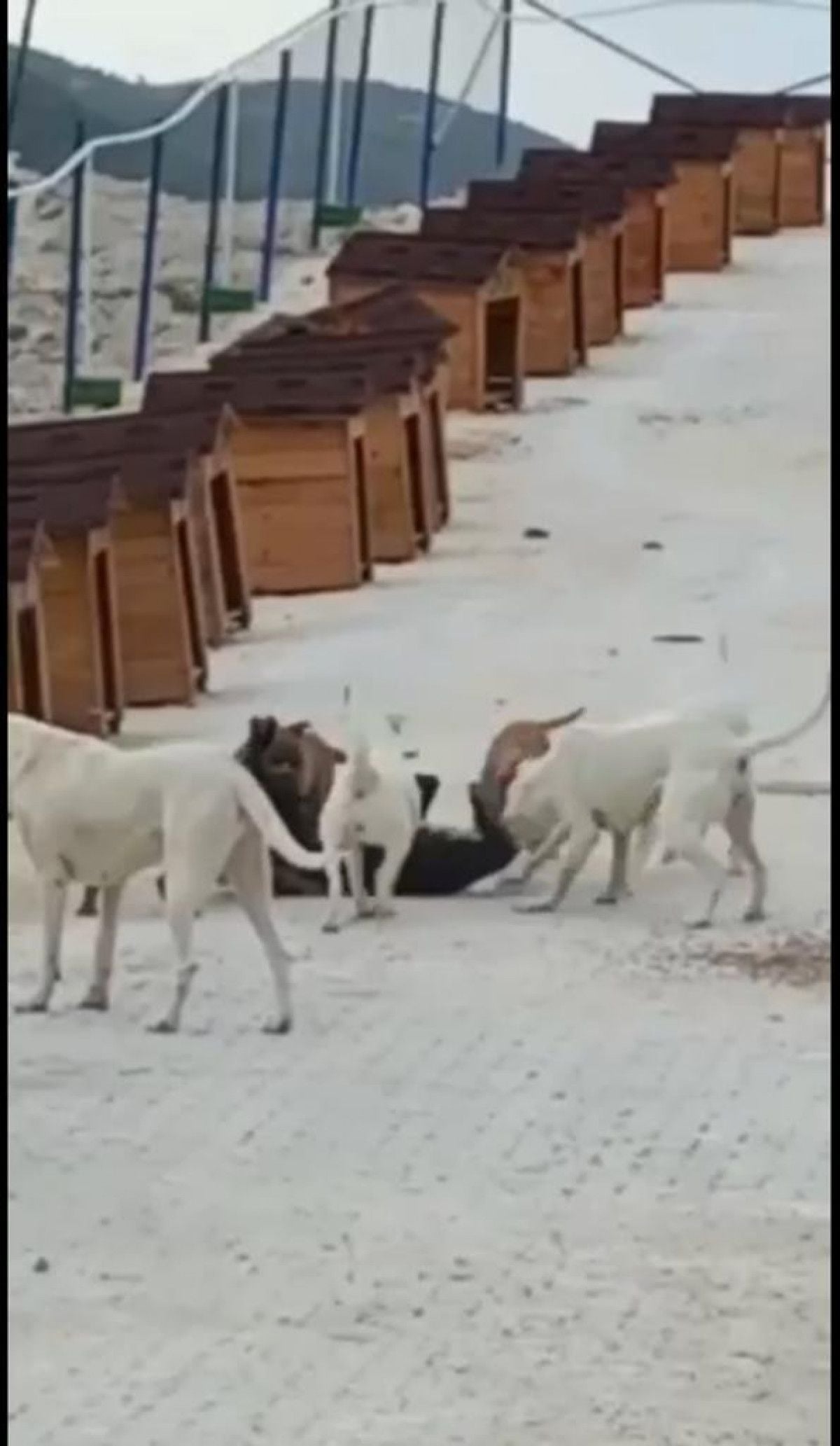 Hatay da yasaklı ırk köpekler birbirine saldırdı #1