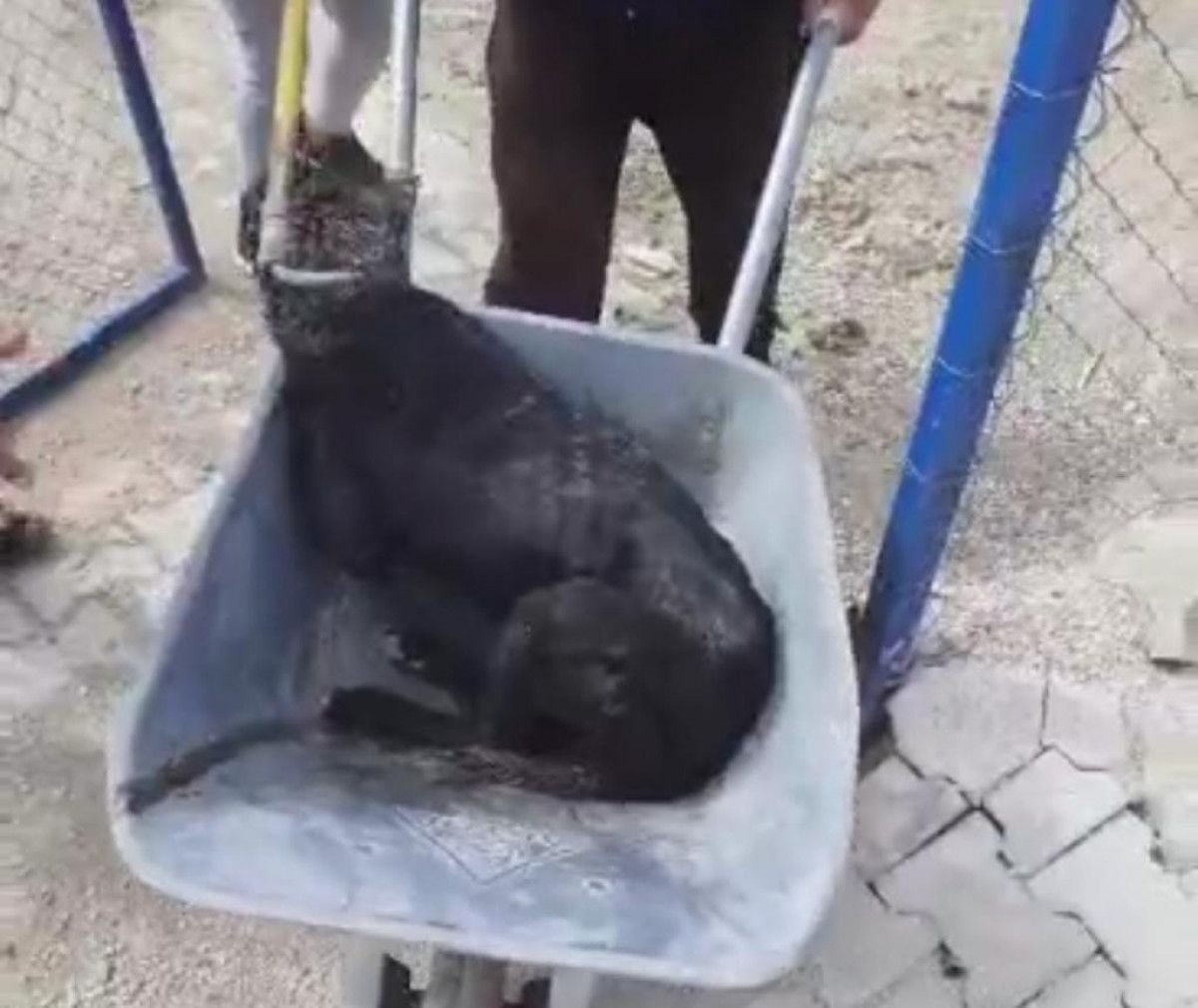 Hatay da yasaklı ırk köpekler birbirine saldırdı #4