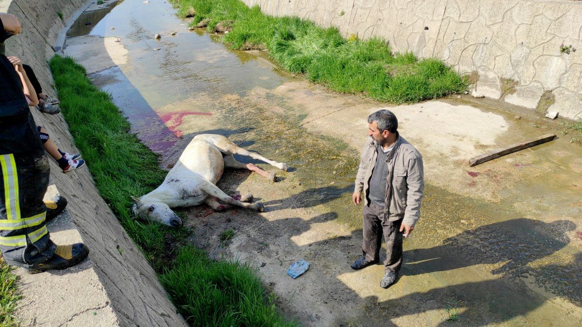 Tekirdağ da dere yatağına düşen at kepçe ile kurtarıldı #5