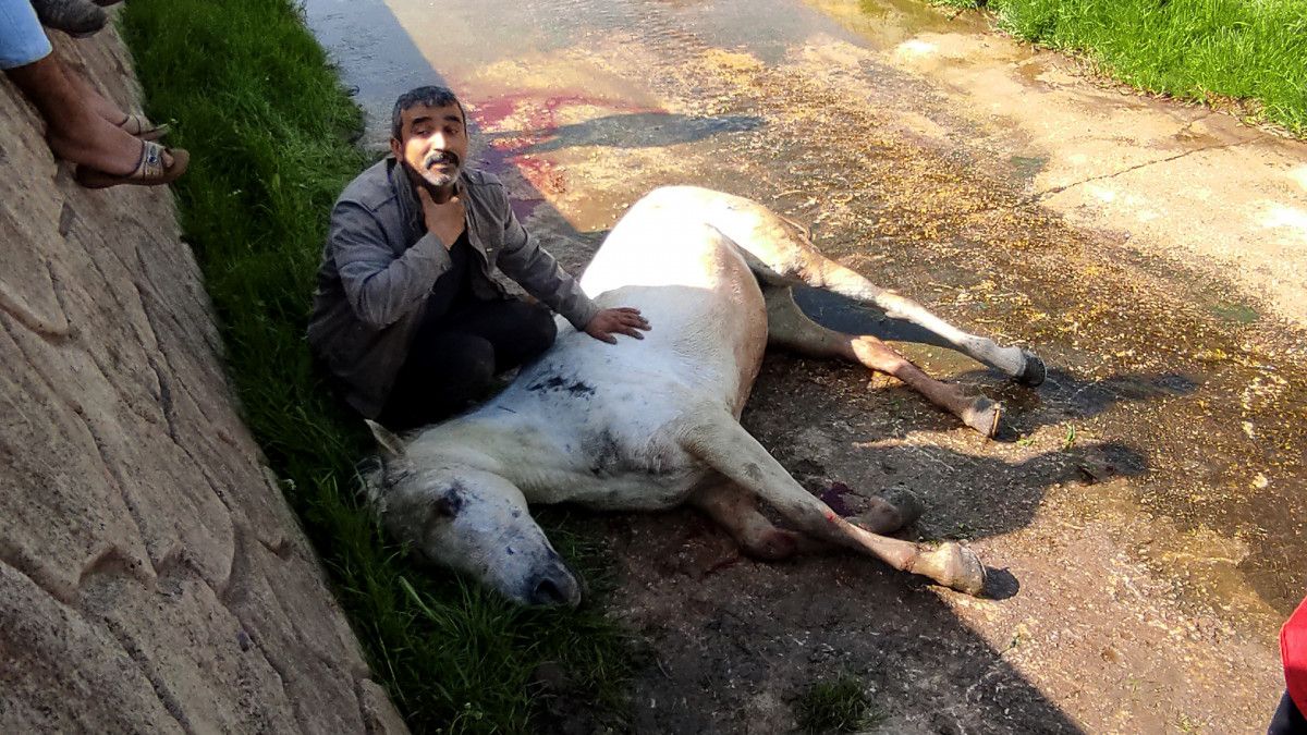 Tekirdağ da dere yatağına düşen at kepçe ile kurtarıldı #8