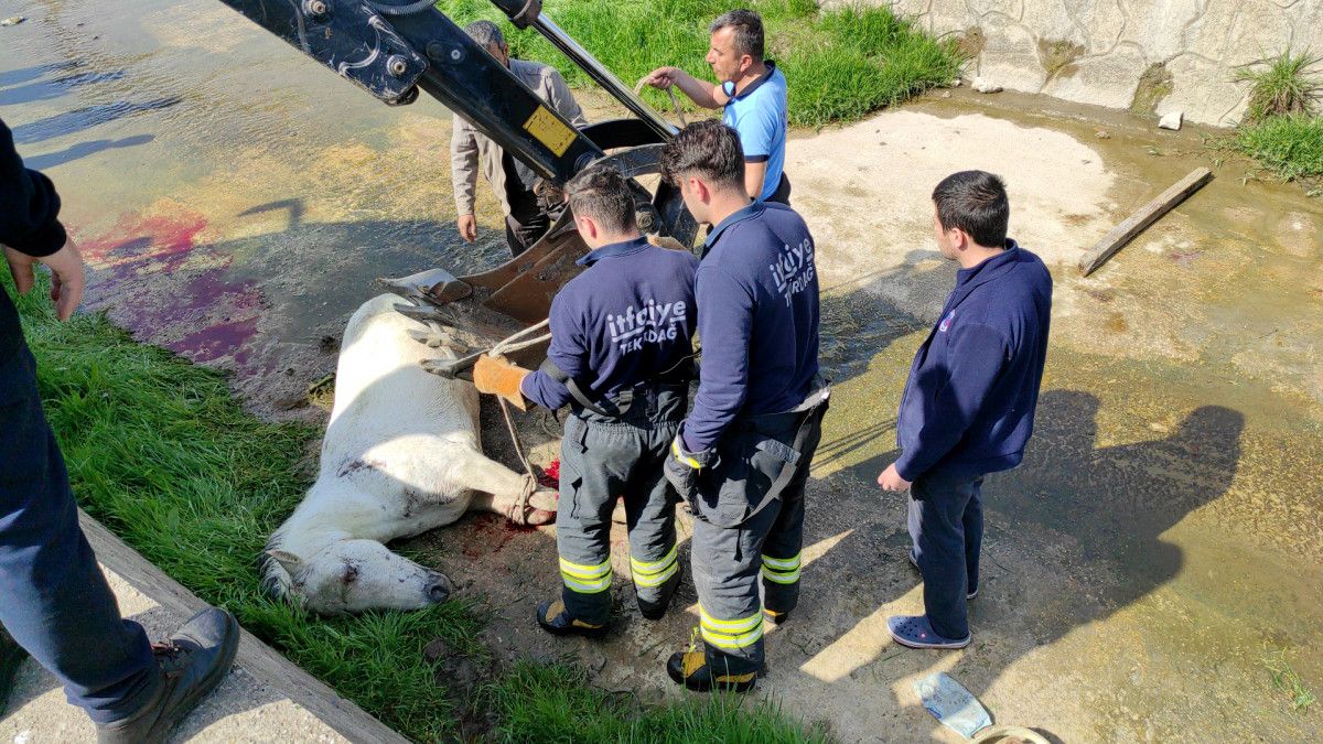 Tekirdağ da dere yatağına düşen at kepçe ile kurtarıldı #10