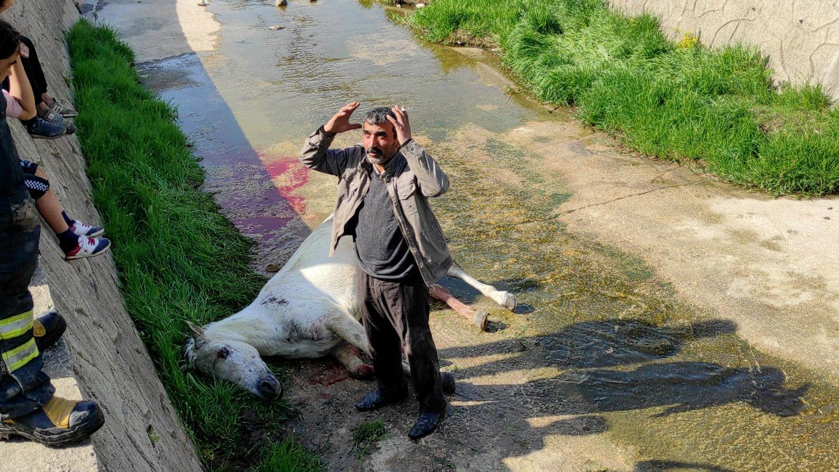 Tekirdağ da dere yatağına düşen at kepçe ile kurtarıldı #6