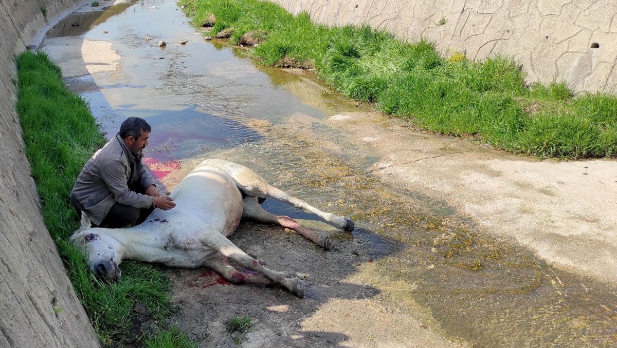 Tekirdağ da dere yatağına düşen at kepçe ile kurtarıldı #3