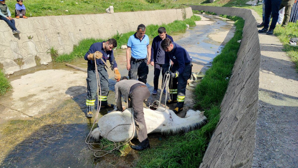 Tekirdağ da dere yatağına düşen at kepçe ile kurtarıldı #9