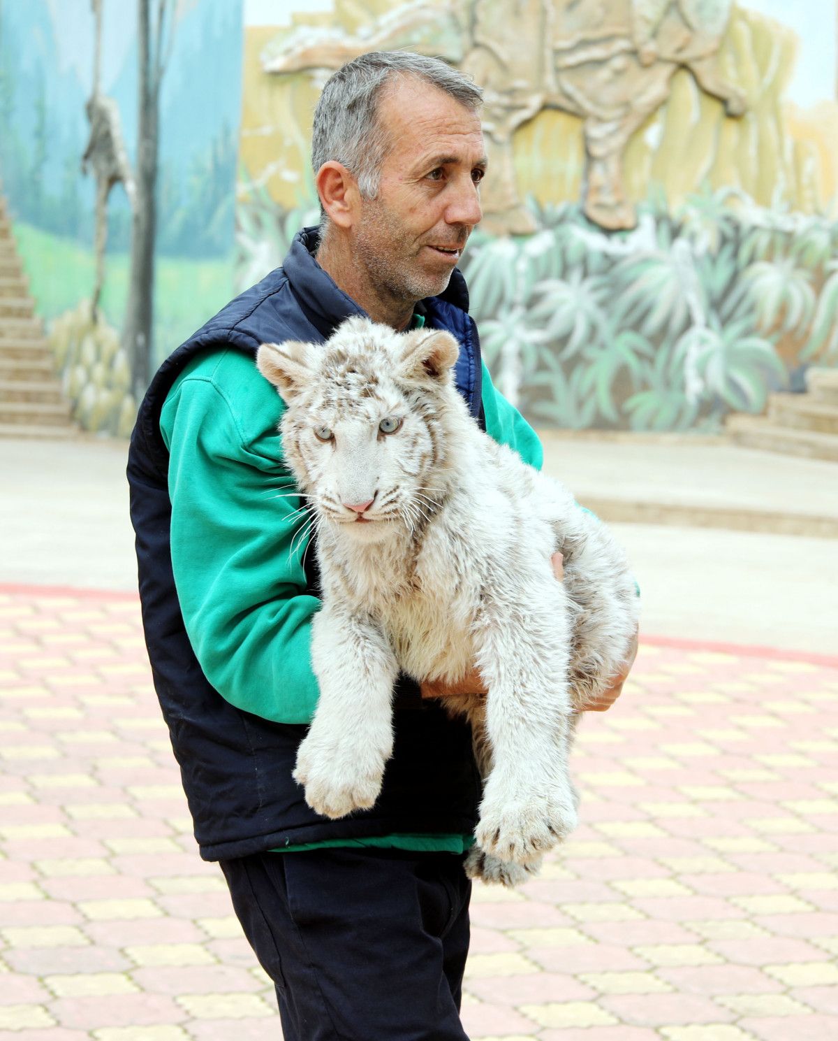 İstanbul da villada bulunan  beyaz kaplan , koruma altına alındı #8