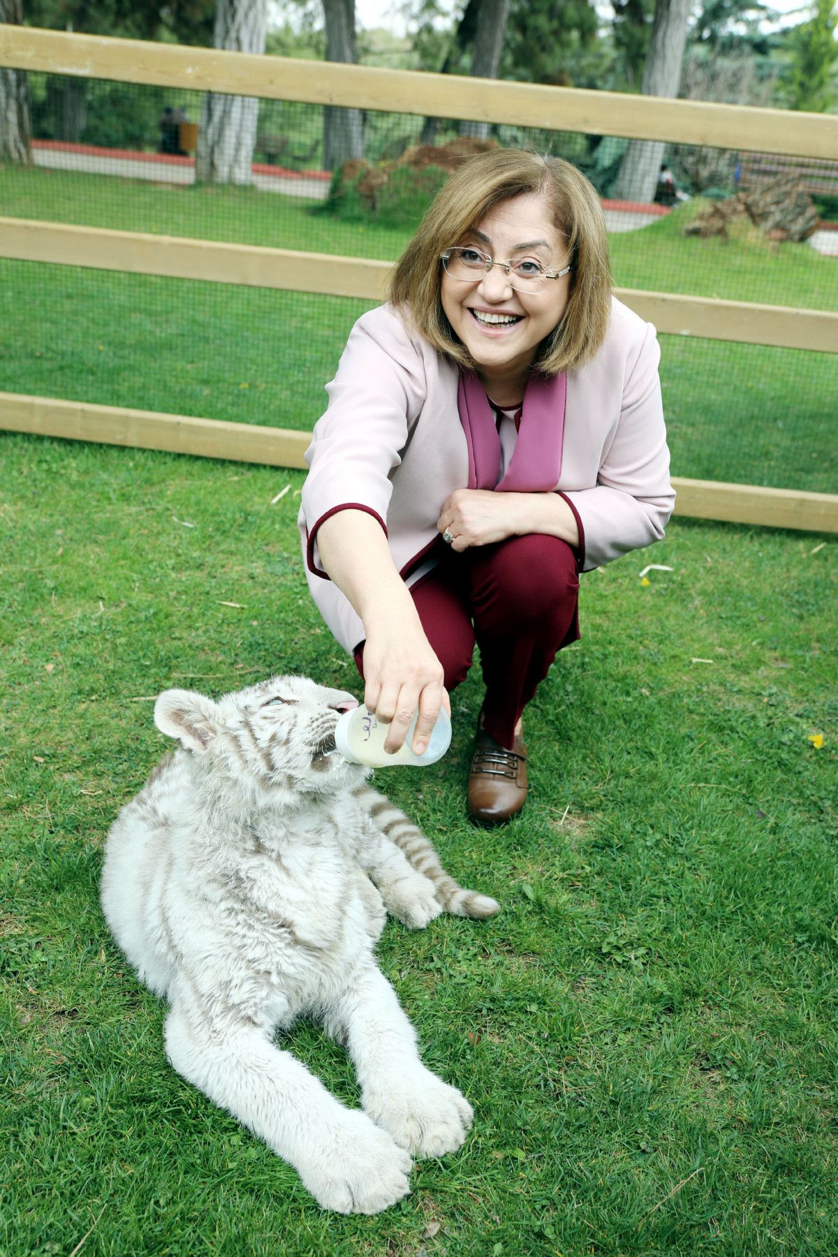 İstanbul da villada bulunan  beyaz kaplan , koruma altına alındı #7