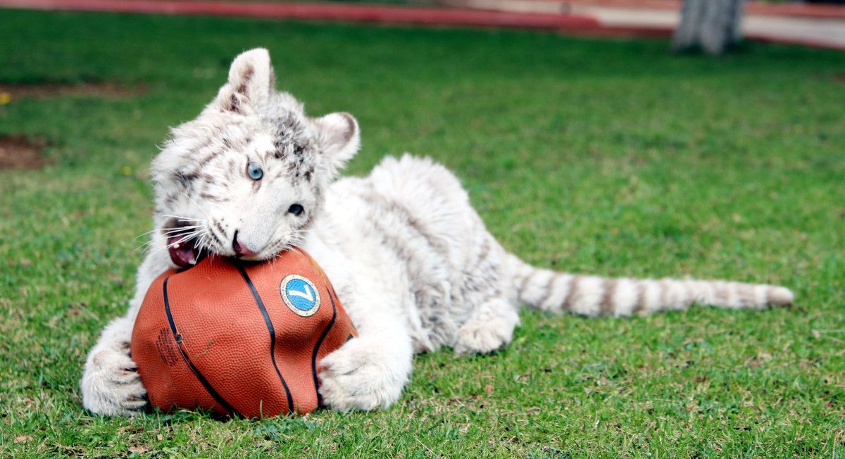 İstanbul da villada bulunan  beyaz kaplan , koruma altına alındı #6