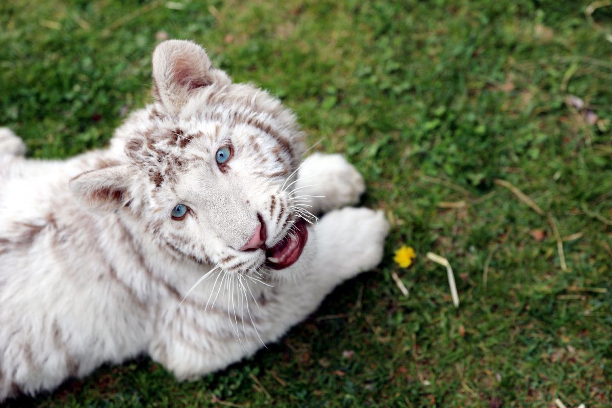 İstanbul da villada bulunan  beyaz kaplan , koruma altına alındı #3