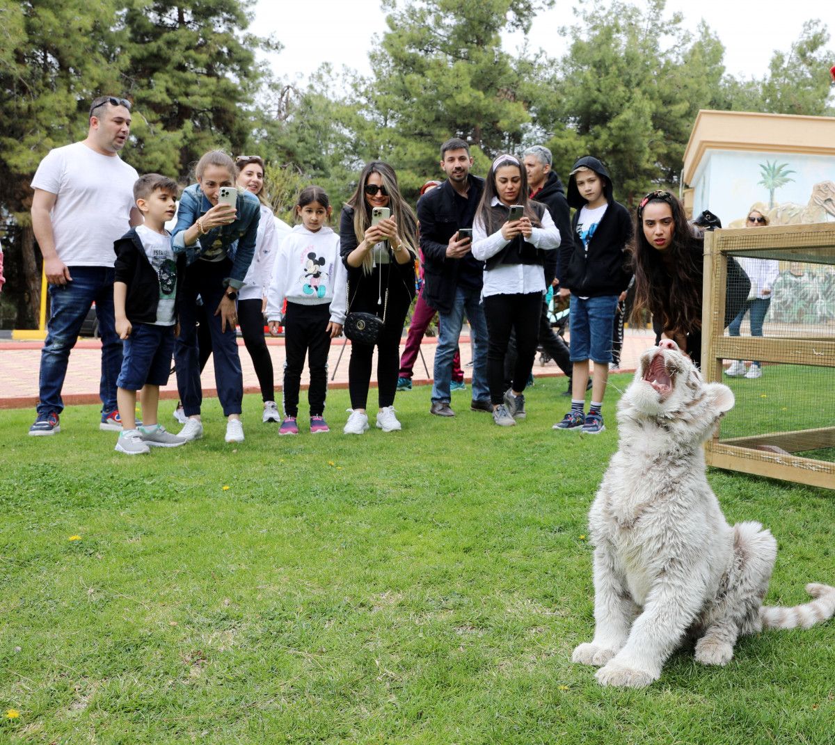 İstanbul da villada bulunan  beyaz kaplan , koruma altına alındı #4