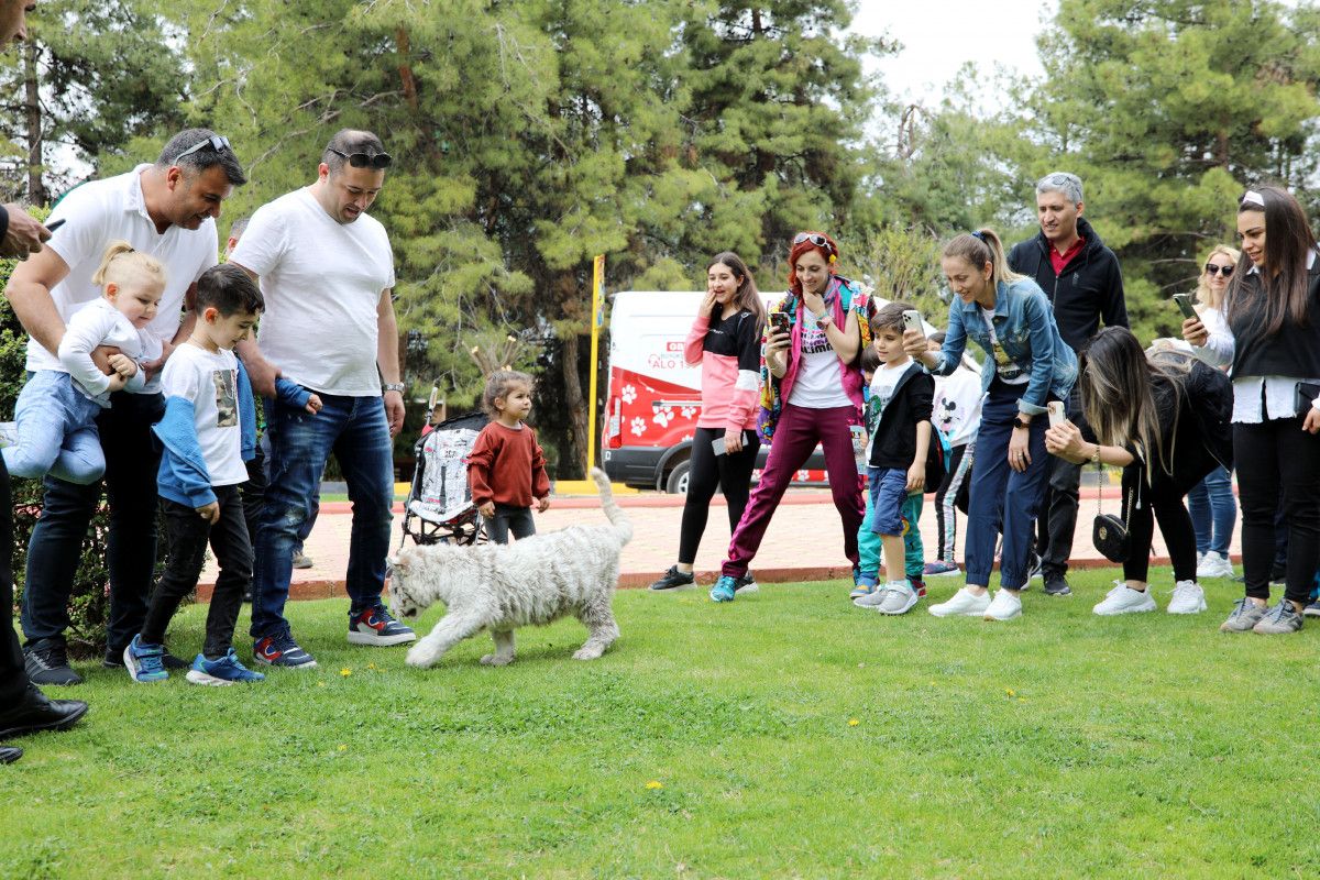 İstanbul da villada bulunan  beyaz kaplan , koruma altına alındı #5