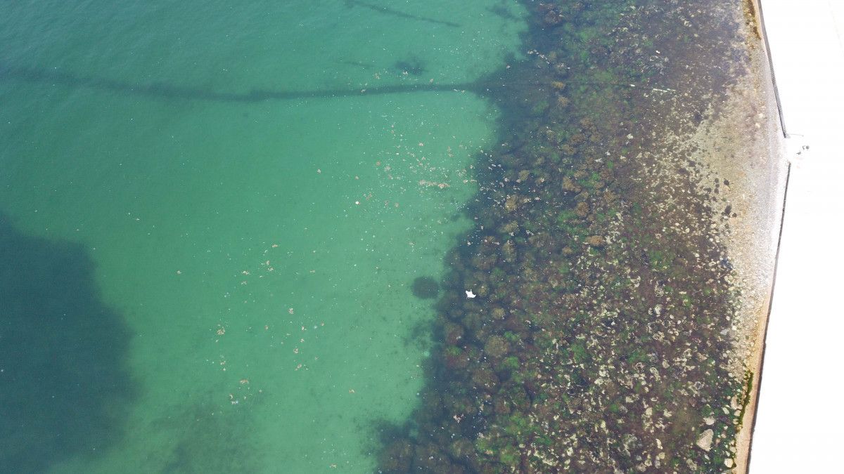 İstanbul sahillerinde müsilaj tedirginliği #7