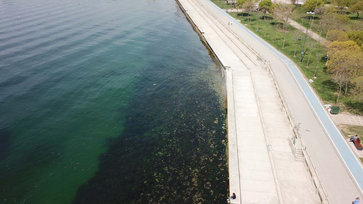 İstanbul sahillerinde müsilaj tedirginliği #8