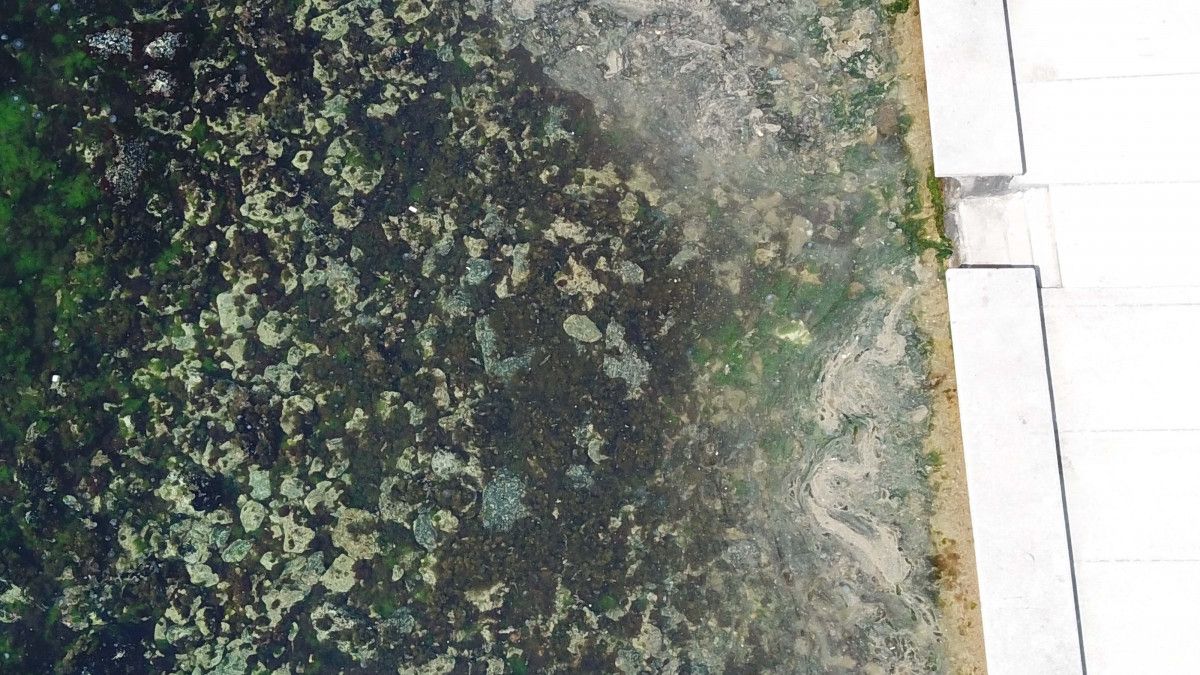 İstanbul sahillerinde müsilaj tedirginliği #10