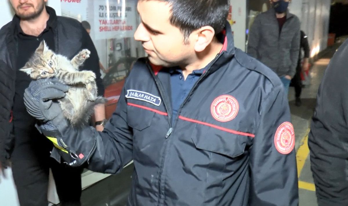 Anadolu Yakası nda aracının motoruna giren yavru kediyi karşıya geçince fark etti #4