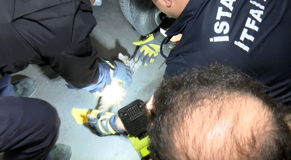 Anadolu Yakası nda aracının motoruna giren yavru kediyi karşıya geçince fark etti #3