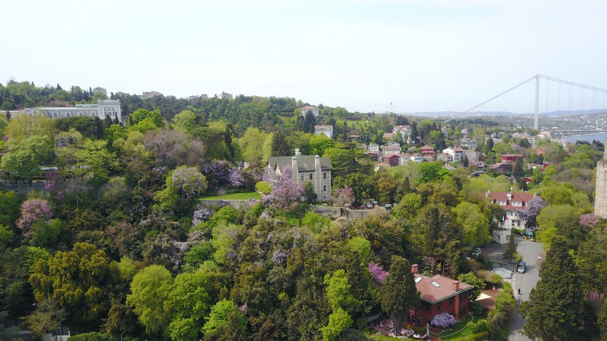 Çiçek açan erguvanlar İstanbul Boğazı nı süsledi  #6