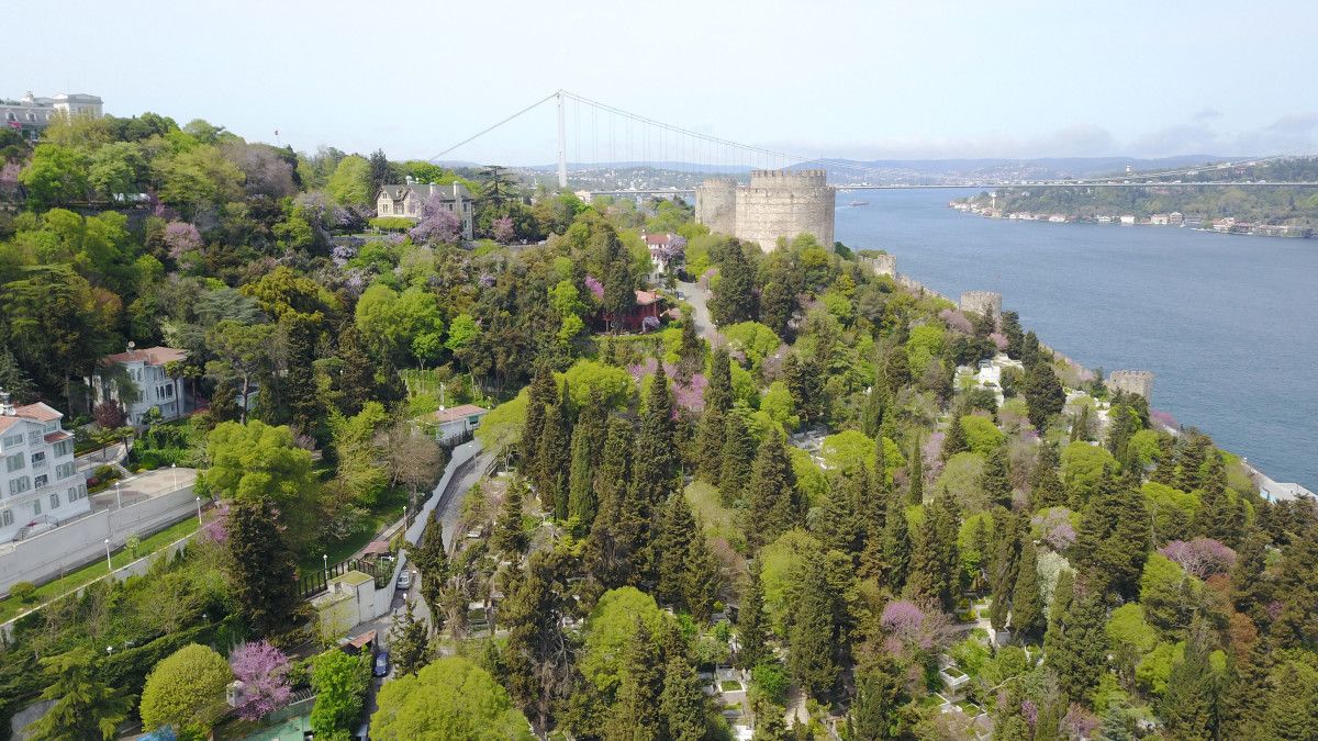 Çiçek açan erguvanlar İstanbul Boğazı nı süsledi  #1