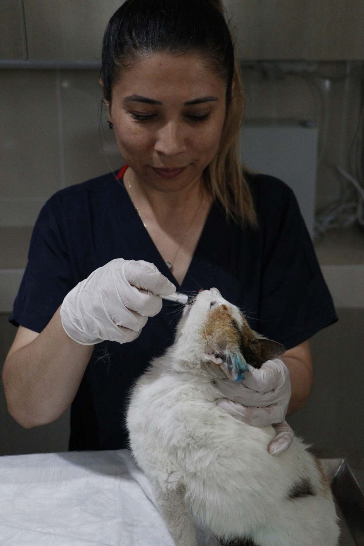 Çanakkale de yavrularını kaybeden kedi, yavru köpeklere anne oldu #4