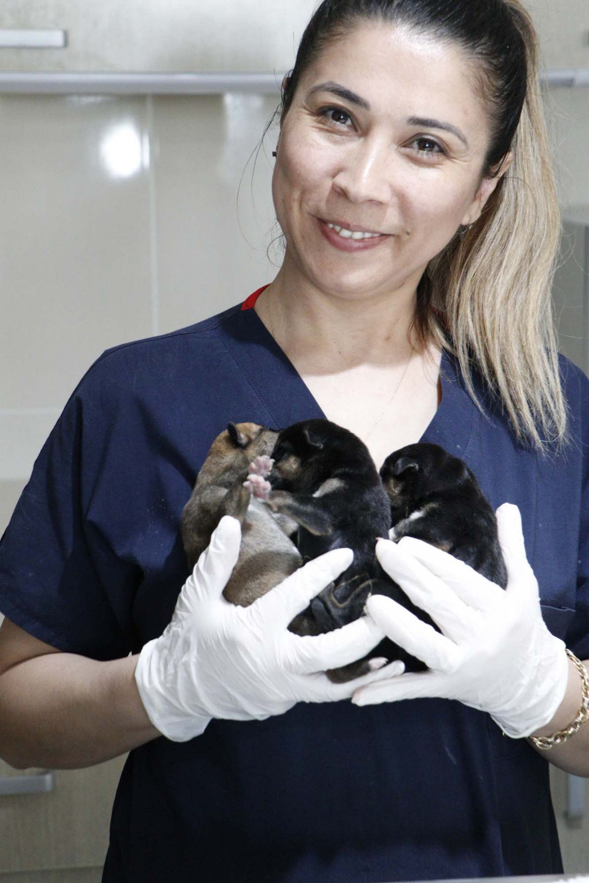 Çanakkale de yavrularını kaybeden kedi, yavru köpeklere anne oldu #9