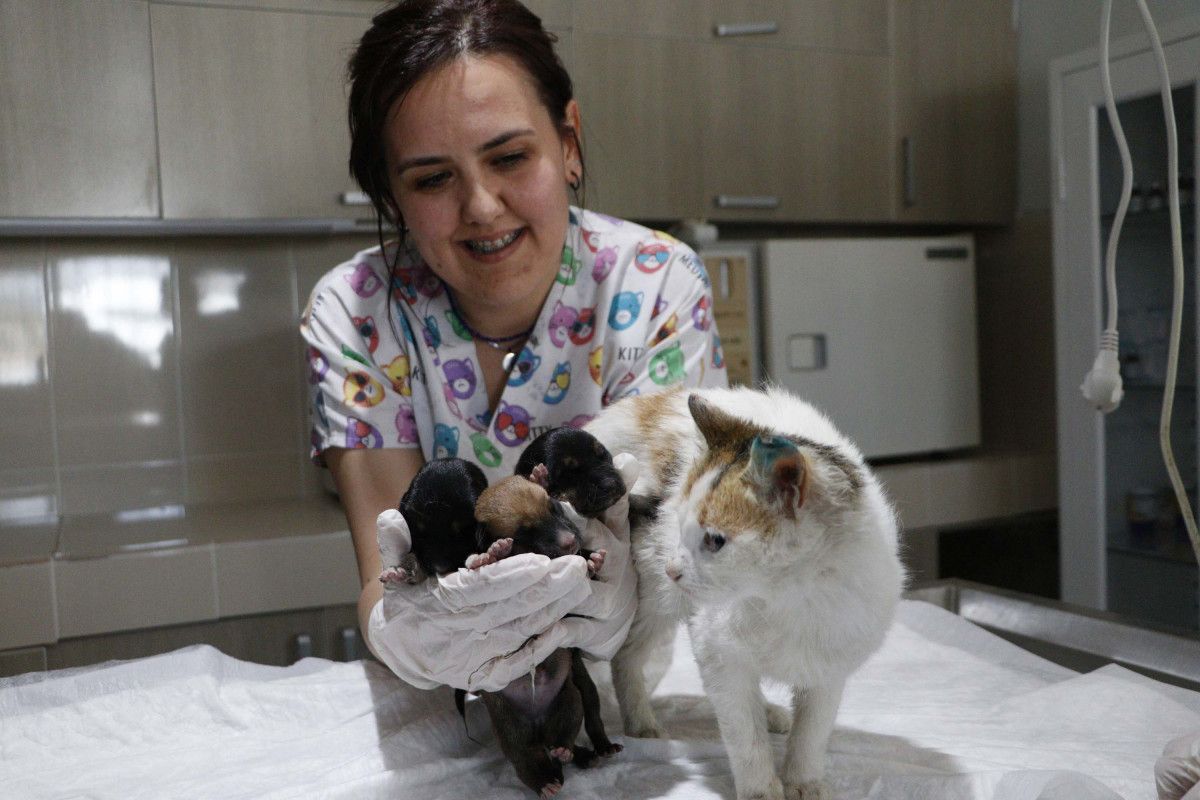 Çanakkale de yavrularını kaybeden kedi, yavru köpeklere anne oldu #7