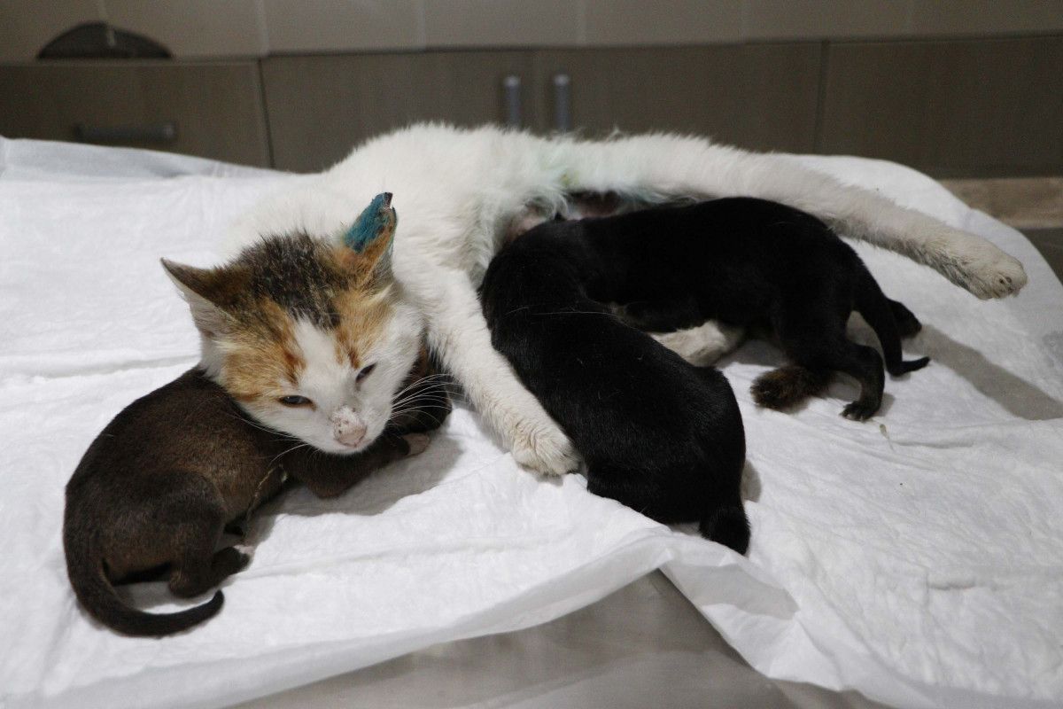 Çanakkale de yavrularını kaybeden kedi, yavru köpeklere anne oldu #2