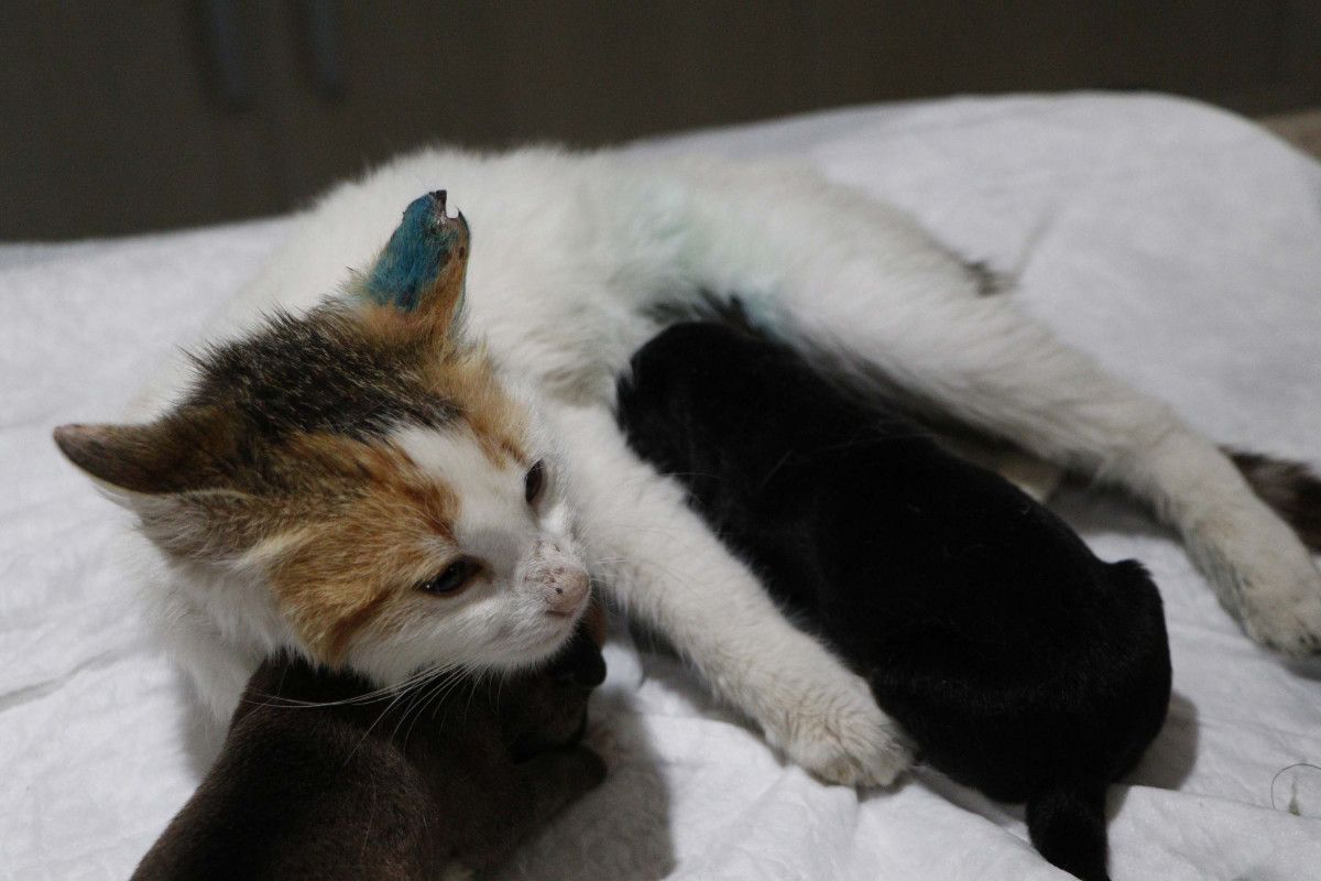 Çanakkale de yavrularını kaybeden kedi, yavru köpeklere anne oldu #6